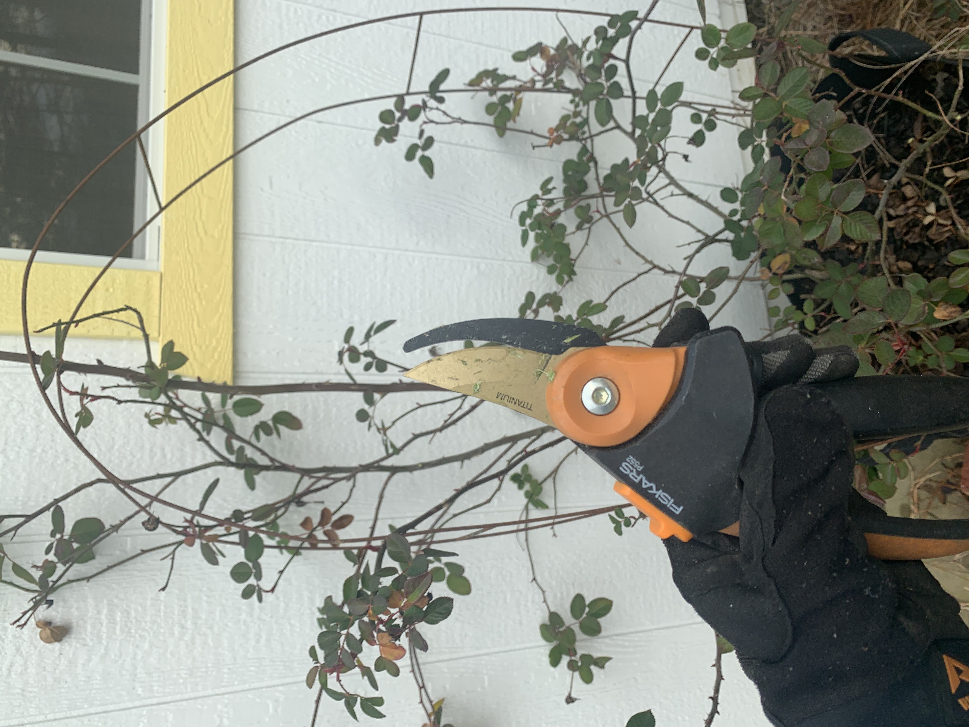 pruning